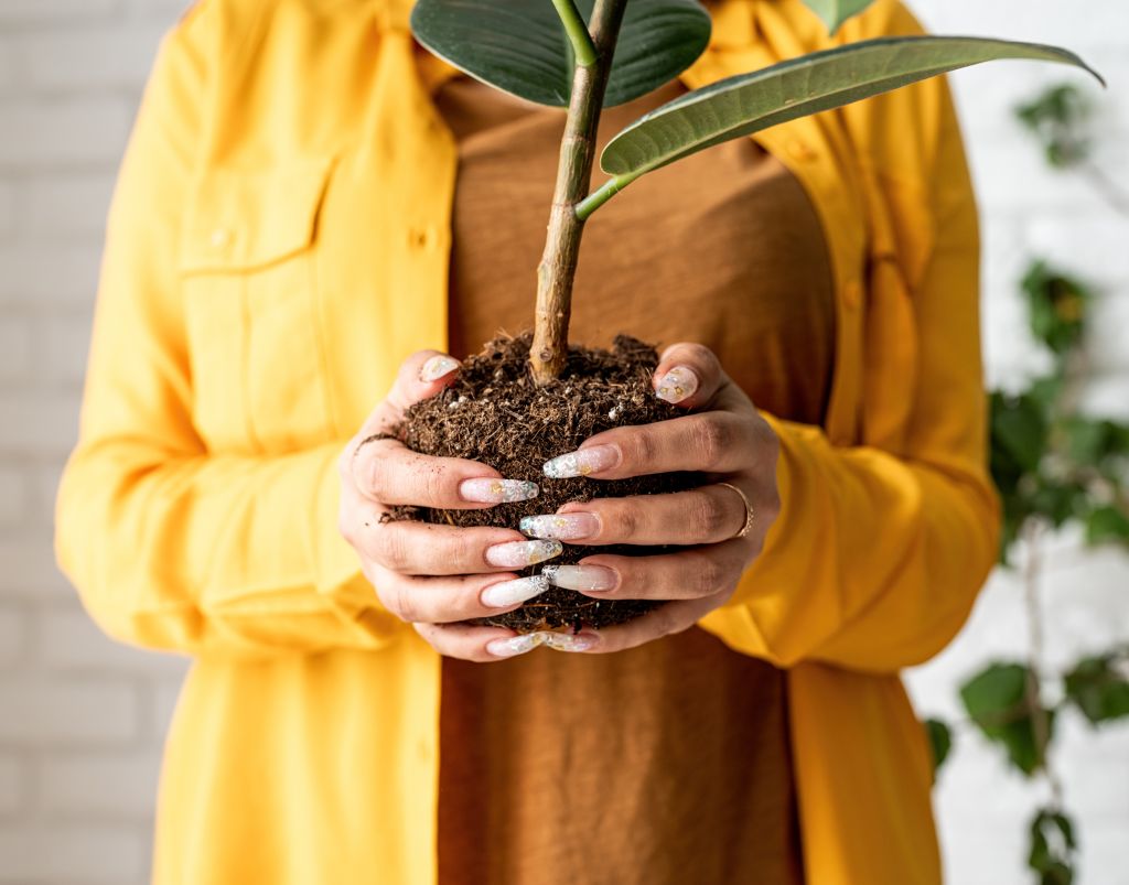 woman-gardener-transplanting-a-young-ficus-plant-i-2025-03-15-11-49-51-utc - KSDT • Accountants & Advisors